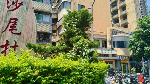 沙尾村