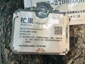 应人石村